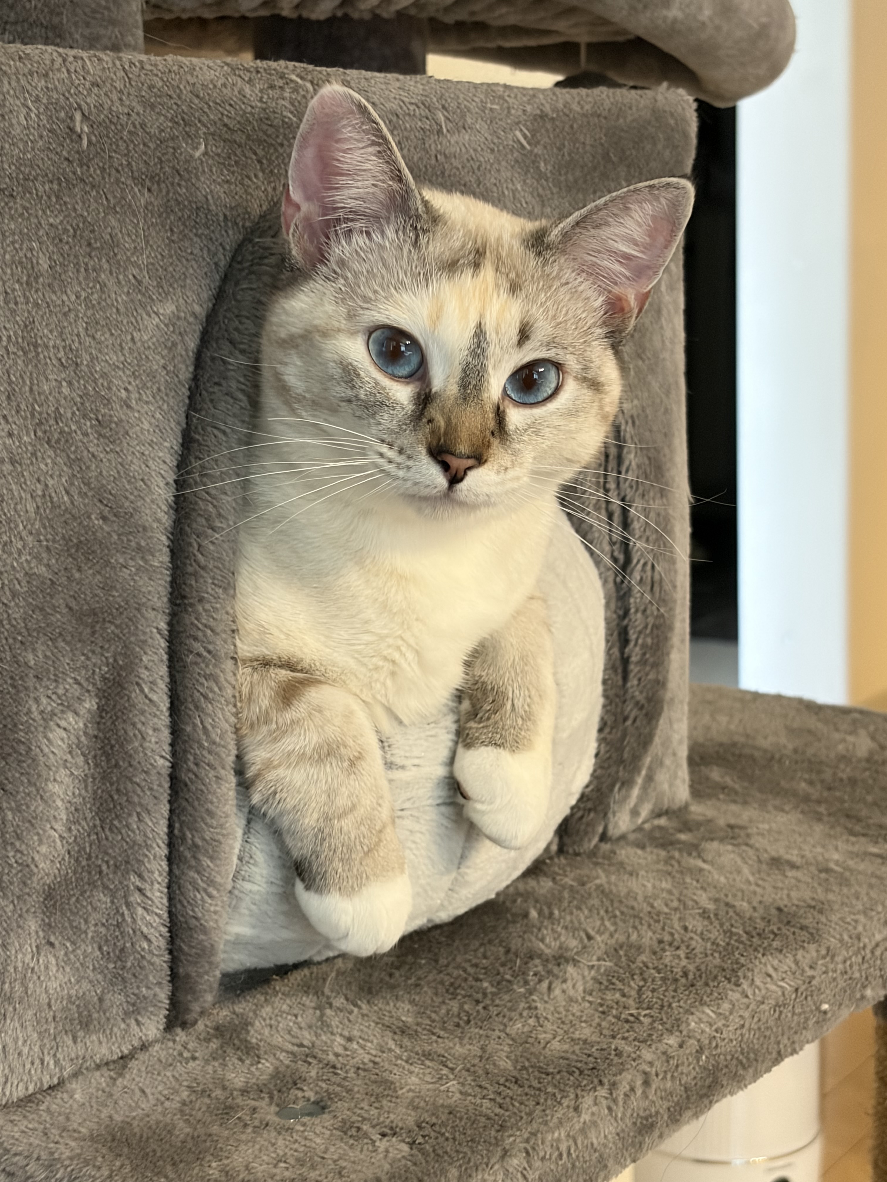 Rich the cat