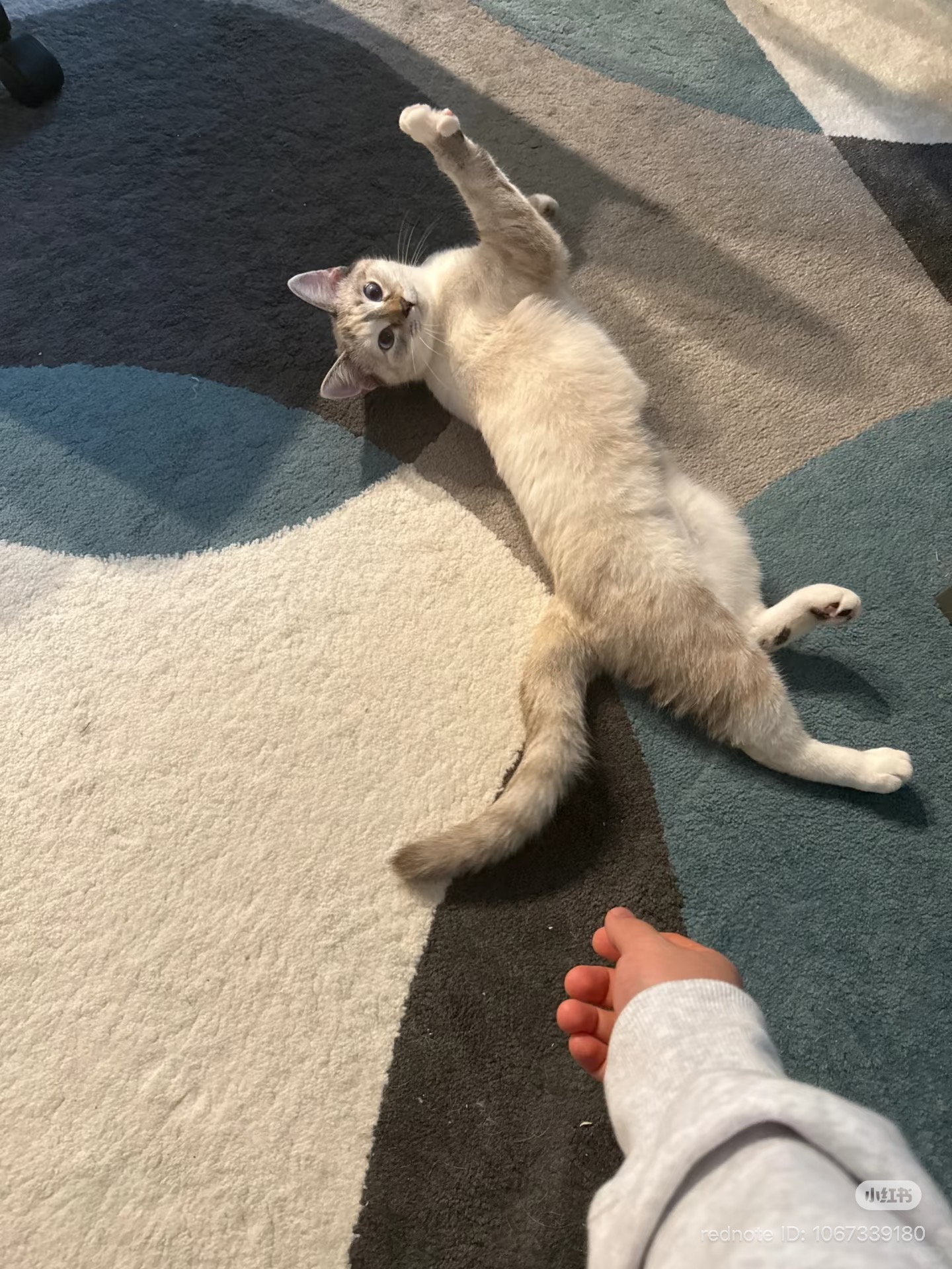 Rich the cat